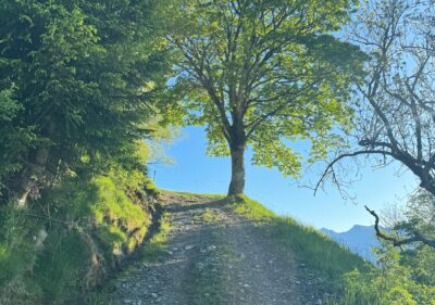 Trailrun-Route 4: Lanaberg